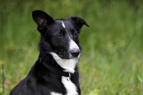 Border-Collie-Mischling