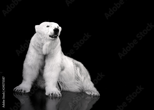 White Polar Bear Hunter - sitting © Andrii IURLOV
