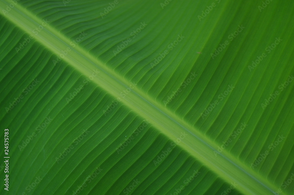 Green Leaf Green Leaf