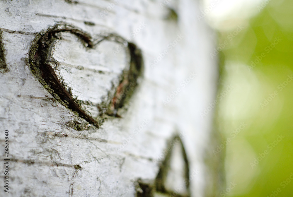 Fototapeta premium Rzeźbione „Serce miłości” na drzewie brzozowym