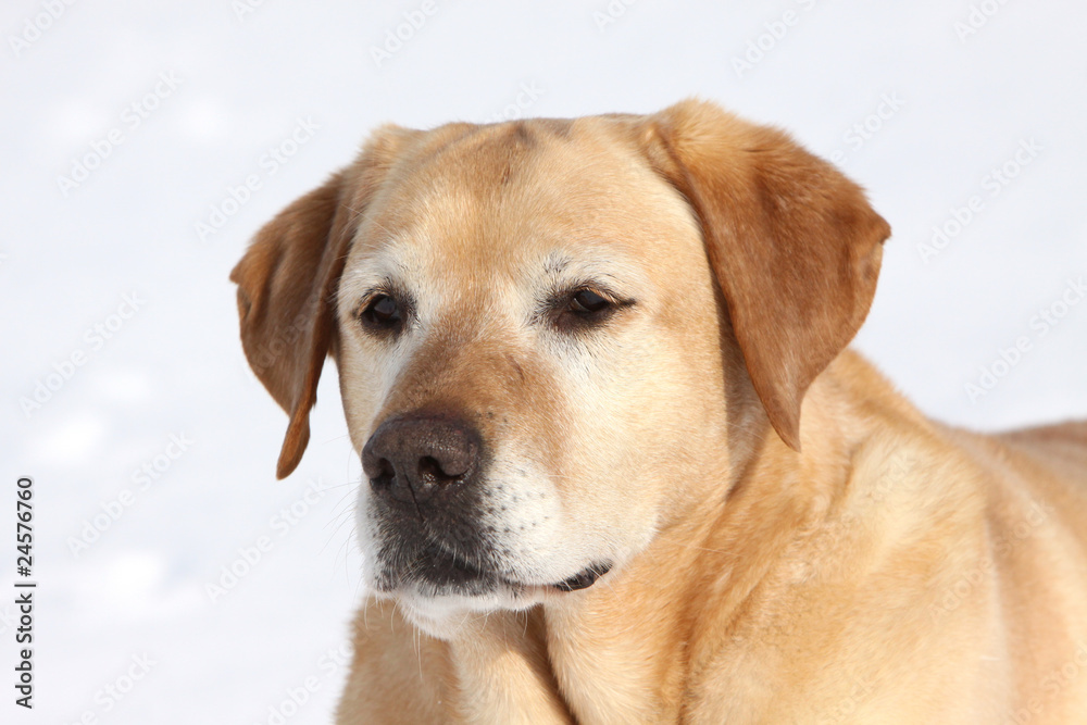 Labrador Retriever im Schnee