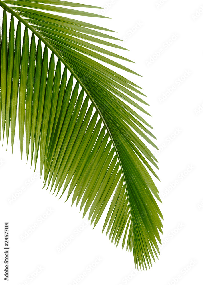 Obraz premium Green palm tree