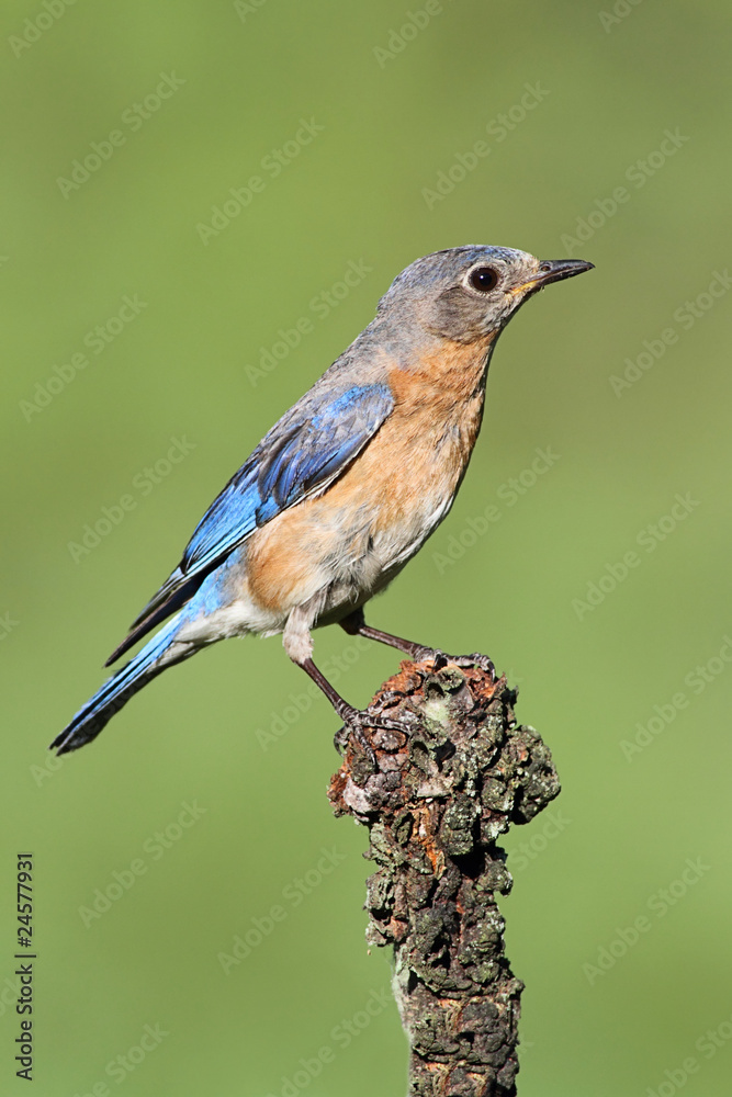 Fototapeta premium Eastern Bluebird