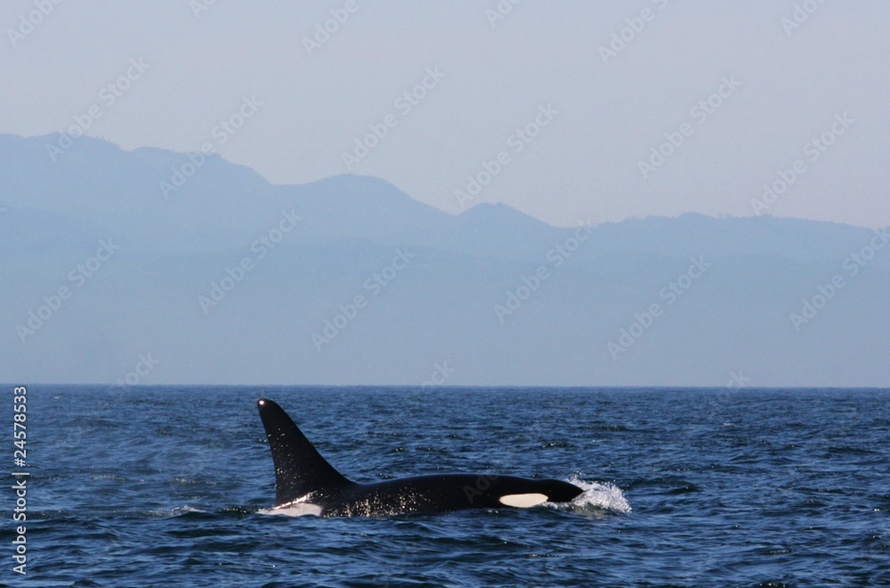 Fototapeta premium Killer Whale