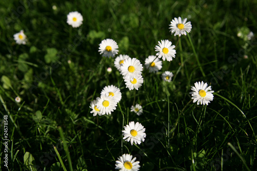 daisys in spring