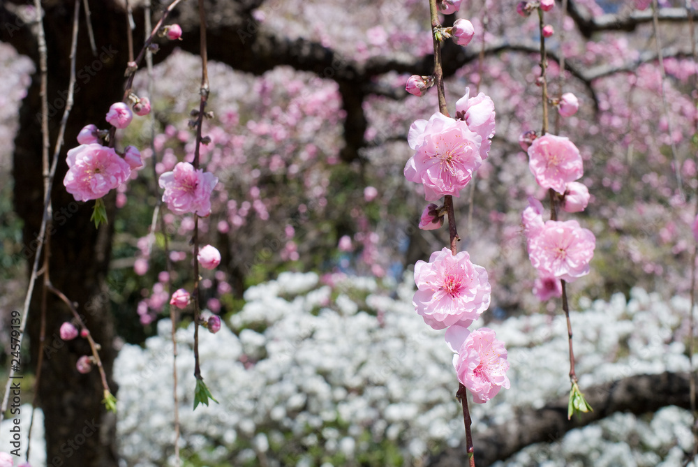 Obraz premium 枝垂桃の花