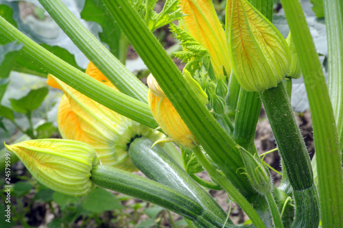 Blossoming vegetable marrow
