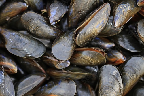 Moules de bouchot