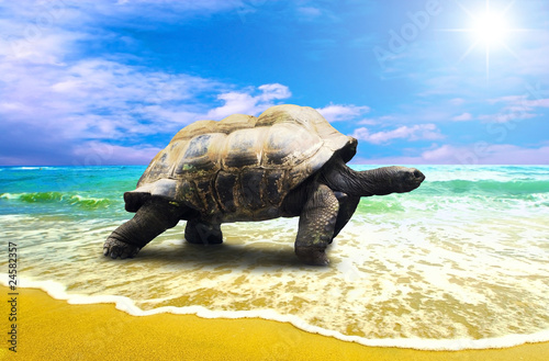 Big Turtle on the tropical oceans beach