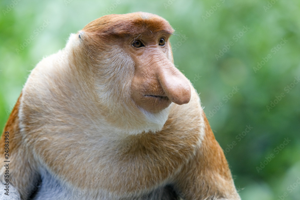 Obraz premium Proboscis monkey