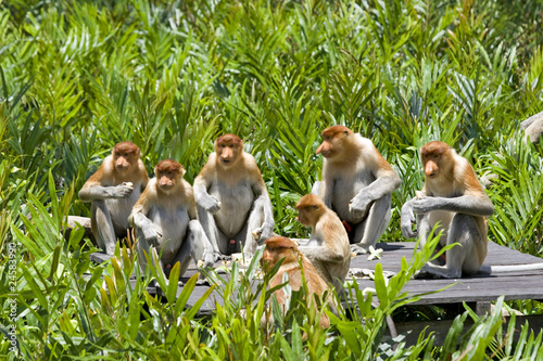 Photography Proboscis monkey