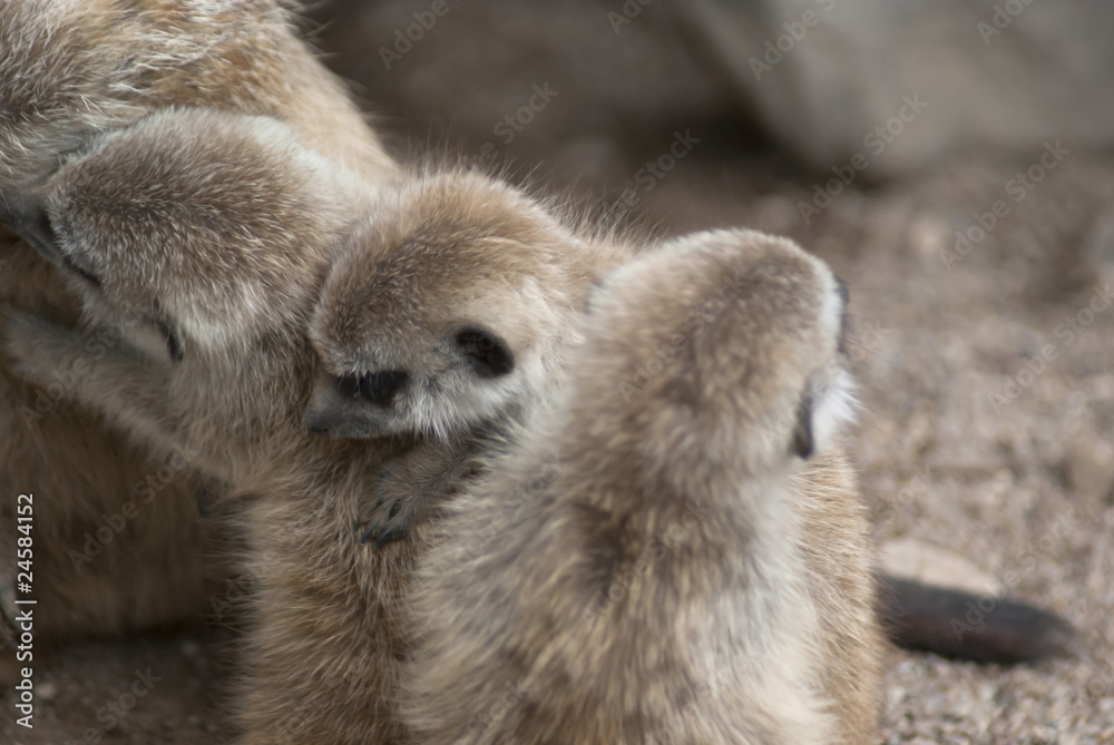 Erdmännchenbabys