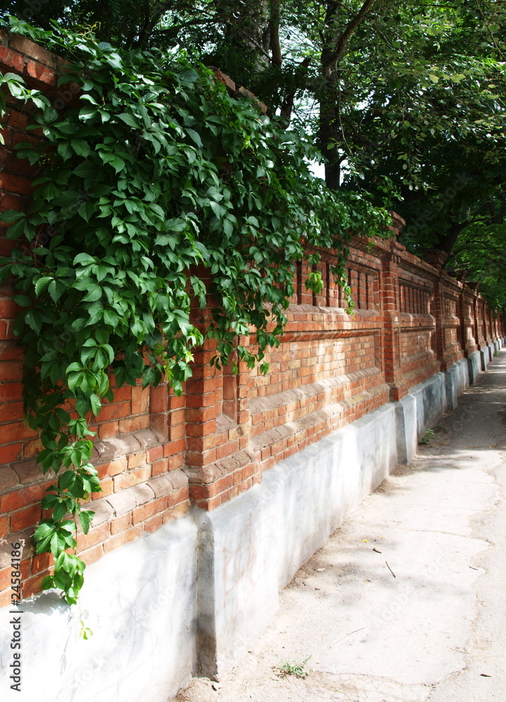 Obraz premium Stone wall of the old brick with ivy and vine