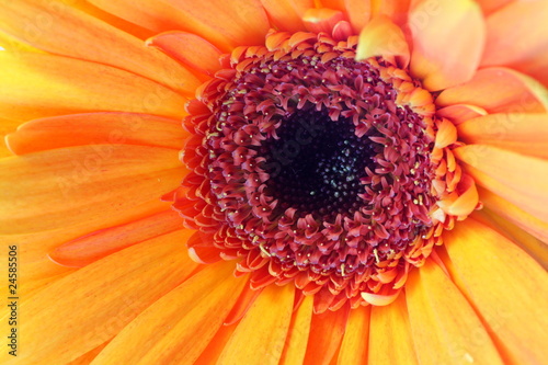 Centre of bright orange gerbera flower