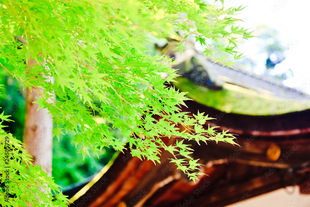 Obraz premium 京都の風景