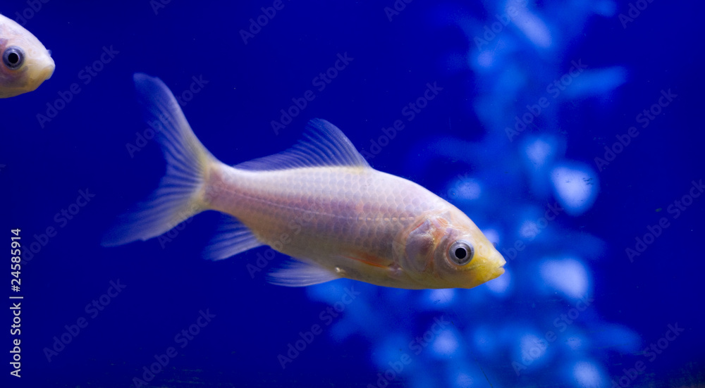White Goldfish with a blue background