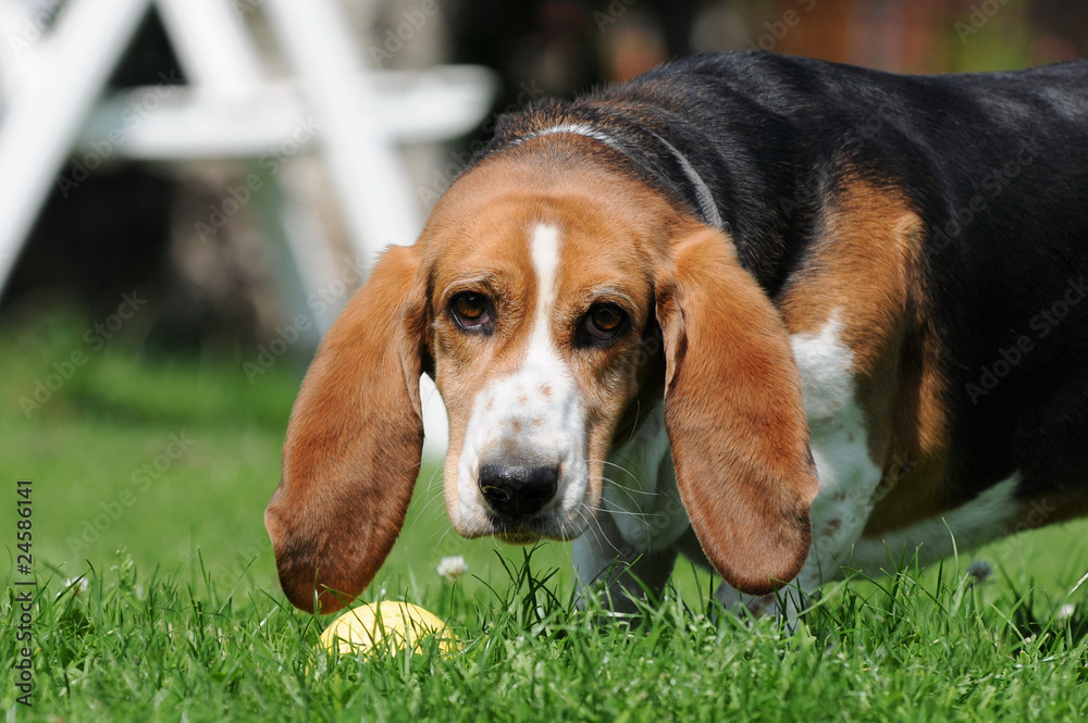 Beagle mit Ball