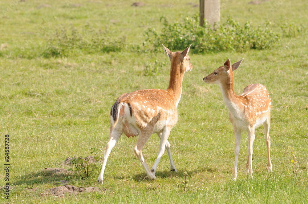 laufendes Rehe laufendes Rehe