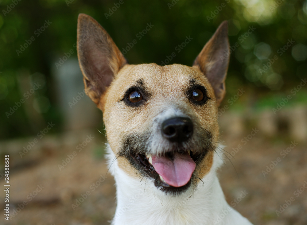 Parson Russell Terrier Parson Russell Terrier