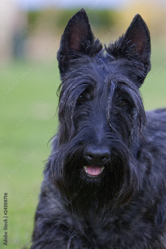 portrait d'un scottie noir