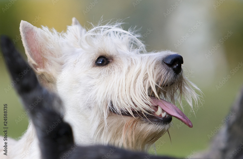 puppy scottish terrier