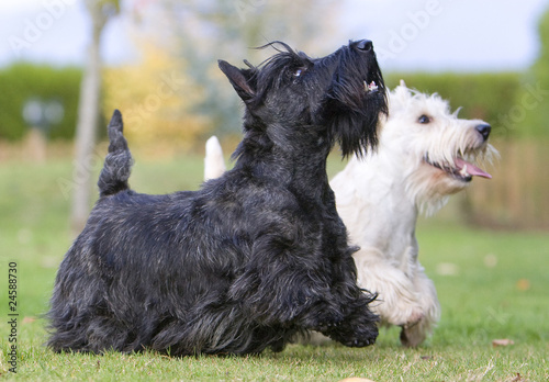 deux scottish terriers différents dansant devant leur maître