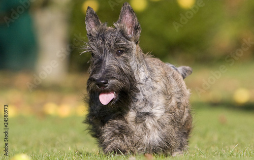 jeune terrier marchant d'un pas décidé