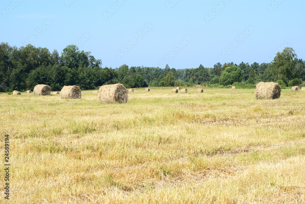 Haystacks on field