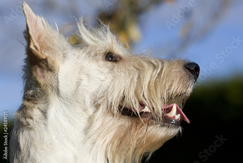 portrait d'un terrier écossais froment de profil