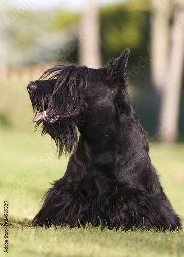 terrier écossais noir de face © CallallooFred