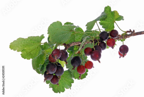 hybrid fruits of blackcurrant and gooseberry
