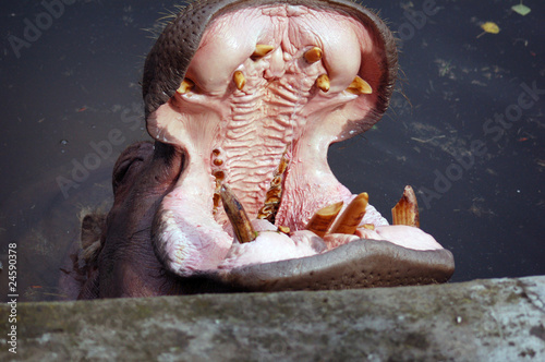 open mouth of hippopotamus yawning