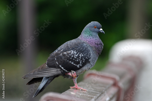 Konstfotografi 足の不自由なハト