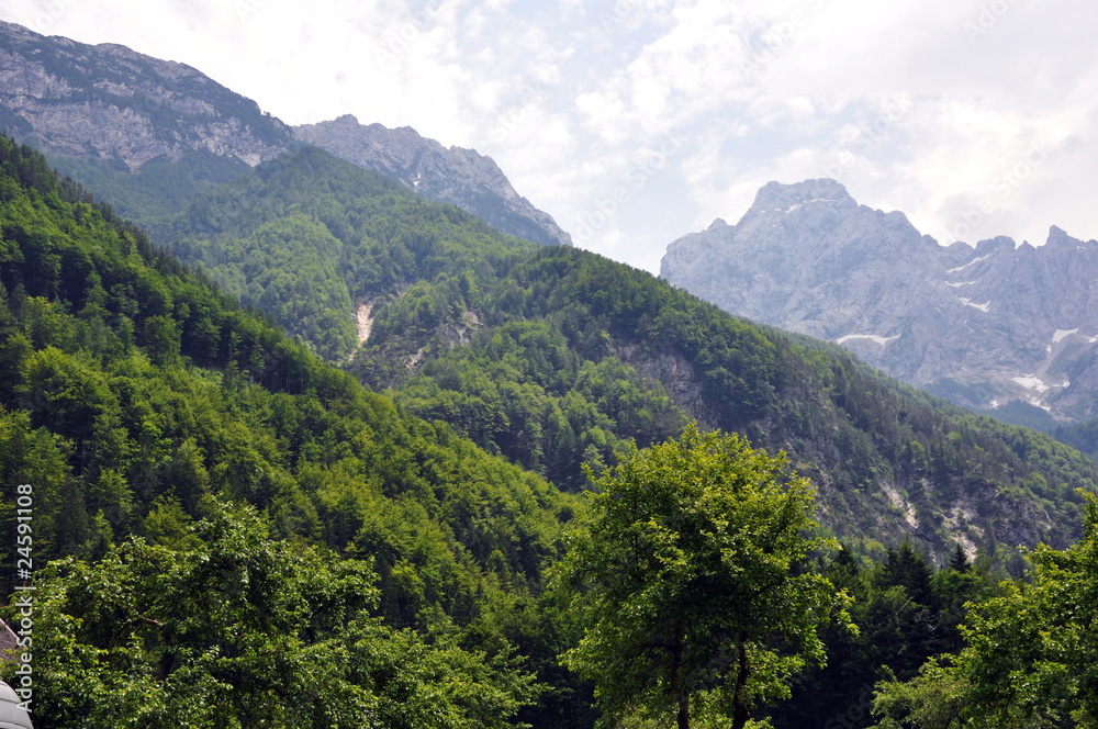 Naklejka premium Mountains and forrest