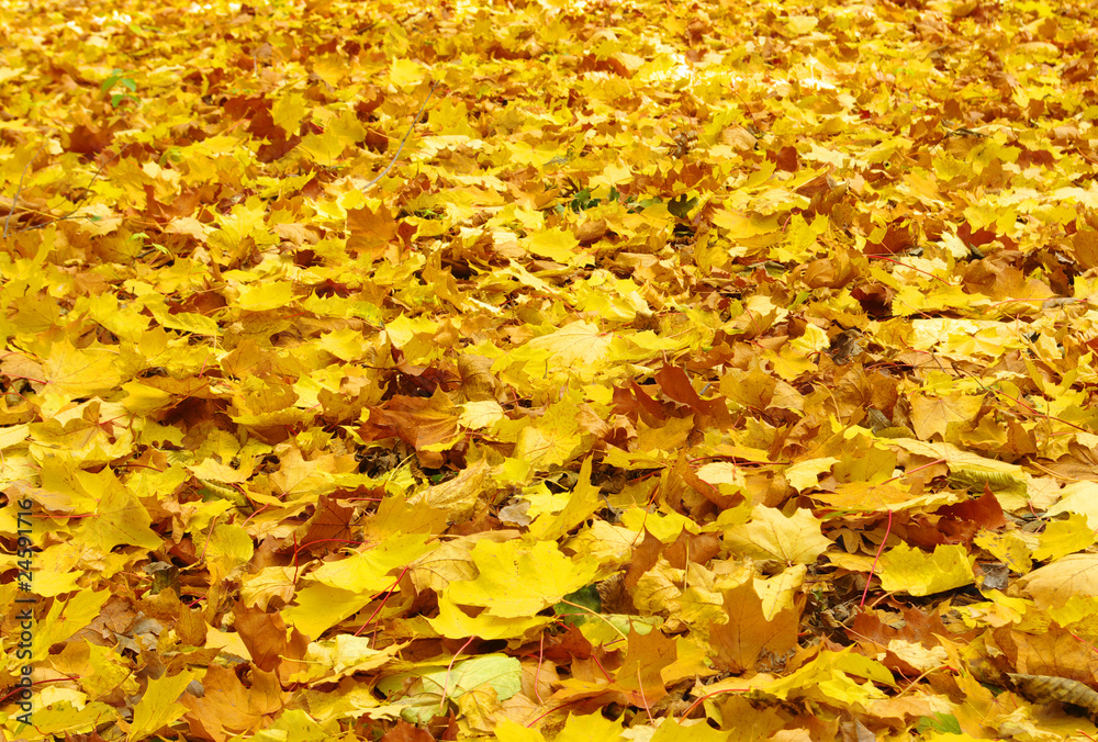 fallen autumn leaves fallen autumn leaves