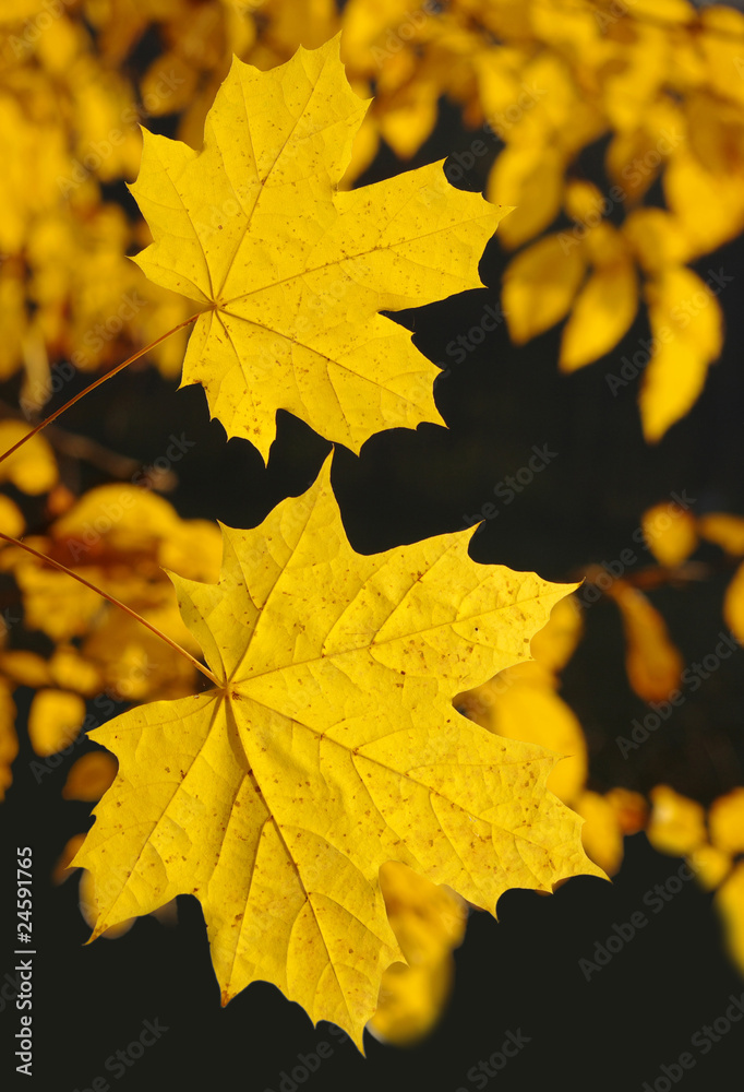 autumn leaves autumn leaves