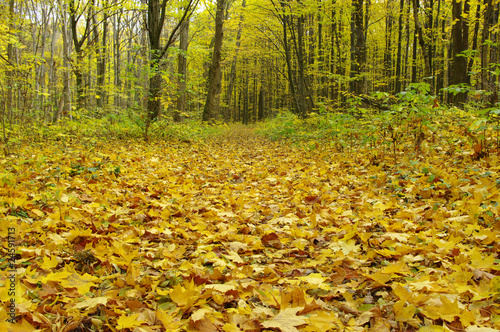 autumn forest