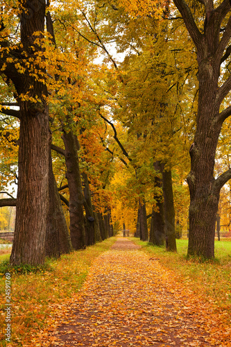 autumn trees in the park