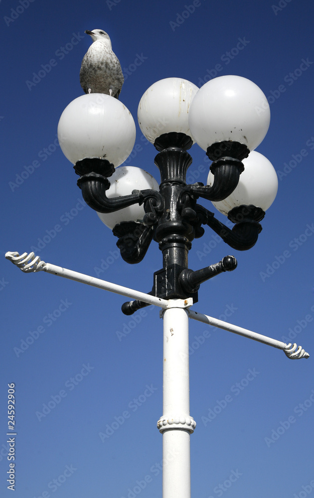 Seagul on Lampost, Brighton.