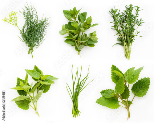 Collection of fresh herbs