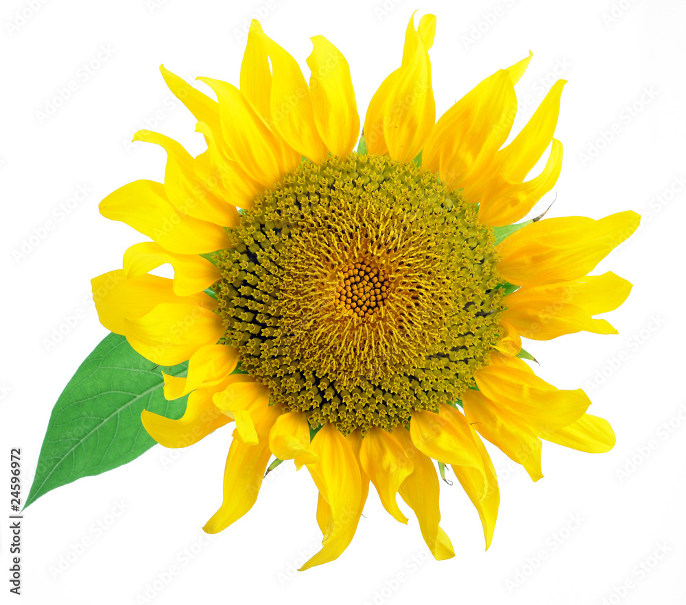 Obraz premium sunflower