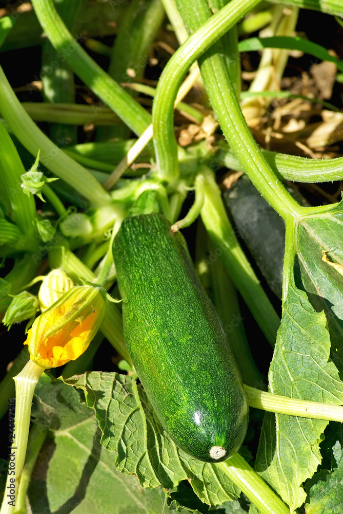 Obraz premium Green courgette.