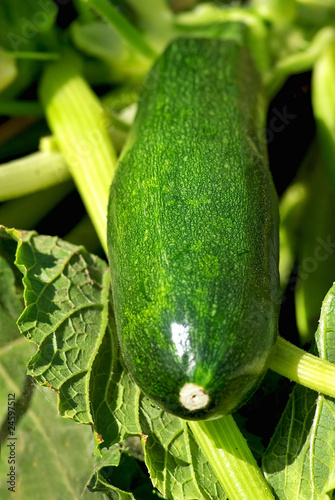 Green courgette. photo