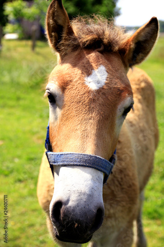 foal