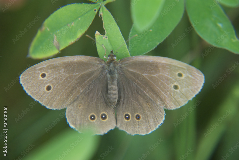 Obraz premium Schmetterling ganz nah