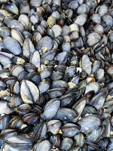 common sea mussels