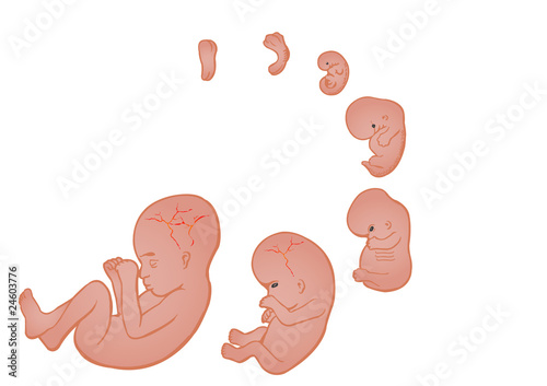 germ in a womb of mother