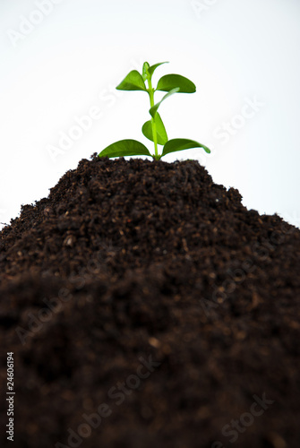 Young plant in soil