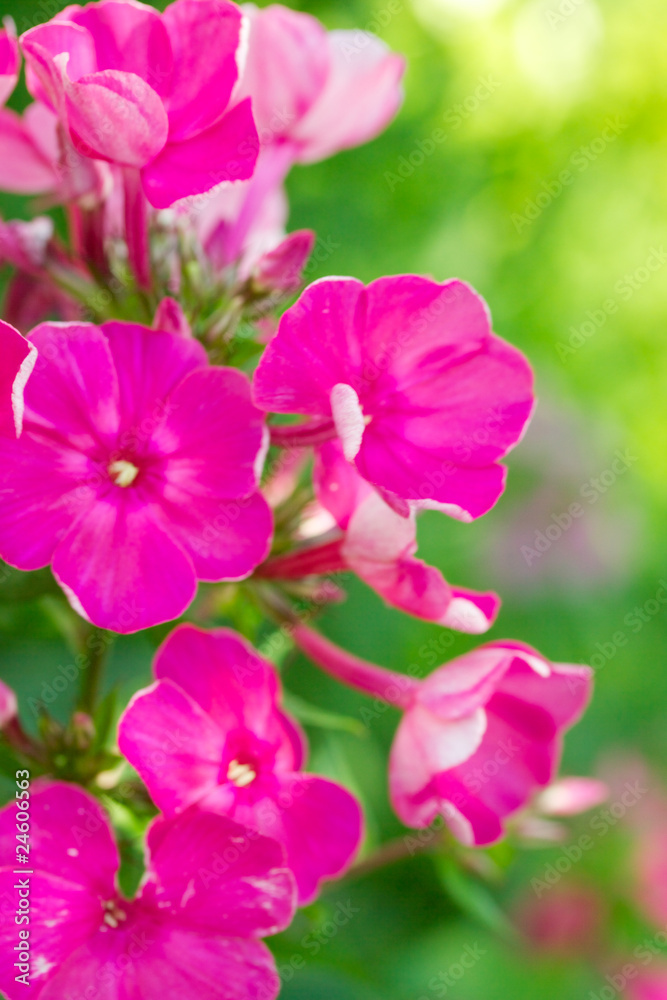 Blooming Phlox paniculata, Polemoniaceae