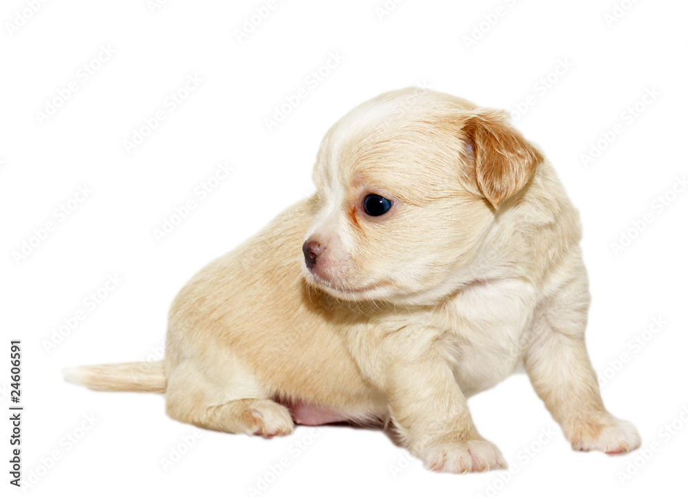 chihuahua puppy chihuahua puppy